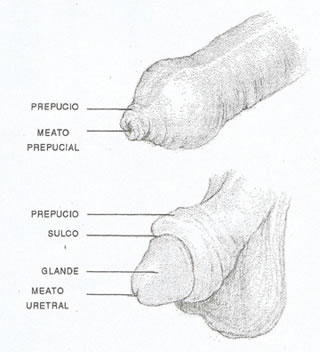 Desenho da anatomia do pnis
